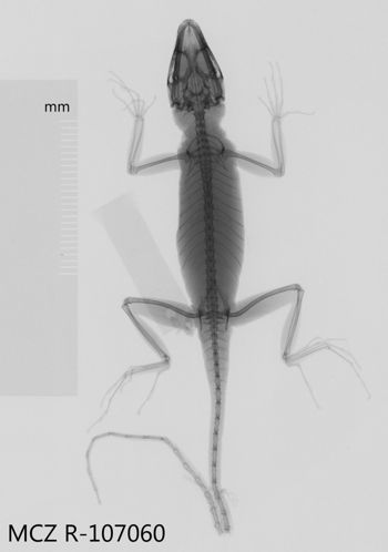Media type: image;   Herpetology R-107060 Aspect: dorsoventral x-ray
